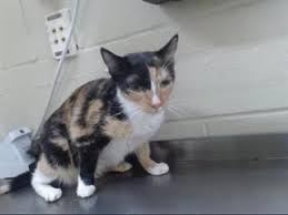 Adoptable Animals Cat Help Animals Cats