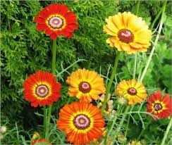 Pin On Flowers