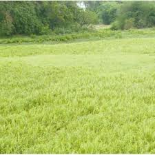 Image result for Ampelopteris