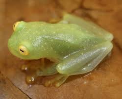 Image result for glass frog
