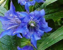 Image result for Gentiana asclepiadea alba