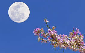 (cnn) it's that time of year when the air gets a little cooler, pumpkin decor pops up. May Full Moon 2020 How To See The Flower Moon And The Last Supermoon Of 2020 Space