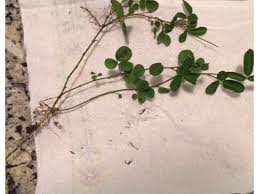 Need Help Identifying Weed St Augustine Central Florida