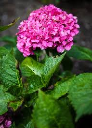 Check spelling or type a new query. When Is The Right Time To Prune Your Hydrangeas
