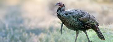 Check spelling or type a new query. Life Expectancy Of A Turkey