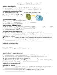 Plants undergo photosynthesis using water, carbon dioxide, and energy in the sun to produce oxygen and glucose in their chloroplasts. Photosynthesis And Cellular Respiration Notes