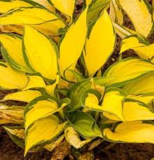 It has shrunk down to almost nothing since i planted it 8 years ago. Hosta X Fortunei Orange Marmalade Garten Funkie Gartenbaumschule Becker