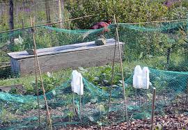 We did not find results for: 12 Effective Ways To Keep Birds Out Of The Vegetable Garden Lovely Greens