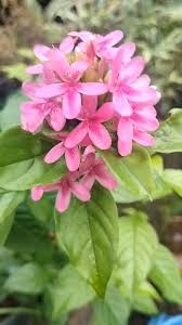 Image result for Ruspolia australis