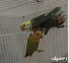زوج روز منتج ومعاه فرخ Parrot Animals