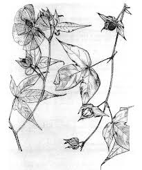 Image result for Cienfuegosia hildebrandtii