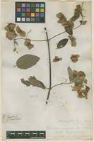 Image result for Flabellaria paniculata