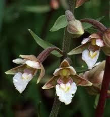 Image result for Epipactis africana