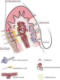 Image result for Labial mucosa