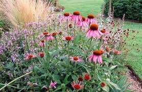 Though technically trees and shrubs are perennials, they are usually considered the blooming time may vary from two weeks to a few months. Perennials