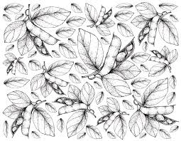 **please set your margins to 0.5 inches when printing!**. Hand Drawn Of Fresh Fava Beans Background Drawing By Iam Nee