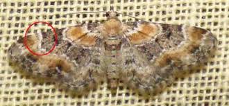 Image result for Eupithecia pulchellata