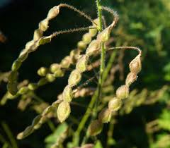 Image result for Desmodium tortuosum