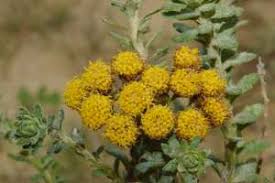 Image result for Pentzia