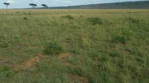 Image result for Eragrostis sclerantha