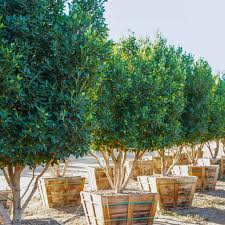 Image result for Ficus demeusei