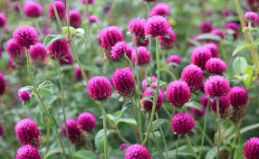 Come back every week for our latest tips on what to do in your yard. What Are 5 Long Lasting Flowering Plants