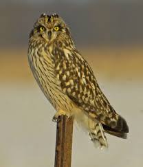 Report Sightings Wisconsin Society For Ornithology
