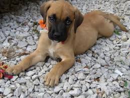 Boxer Dog Black And Brown Puppy Golden Boxer Golden Boxers Golden Boxer Hybrid Dogs Boxer Puppy Boxer Dog Breed Hybrid Dogs