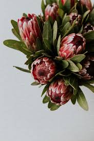Pink Proteas Protea Flower Australian Flowers Beautiful Flowers