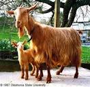 Golden Guernsey Goats | Oklahoma State University