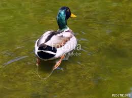 Mannliche Stockente In Einem Teich Im Botanischen Garten Der Hansestadt Hamburg Bei Sonnenschein Hansestadt Hamburg Hamburg Botanischer Garten