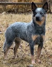 Find local australian cattle dog puppies for sale and dogs for adoption near you. Australian Cattle Dogs What S Good About Em What S Bad About Em