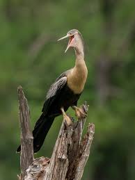 Any bird of the genus anhinga. Sib Bird Of The Week Anhinga Vs Double Crested Cormorant Sib