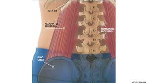 Last time we learned the anatomical details of the lower back muscles. Meet Your Quadratus Lumborums Strengthen Back Muscles Yoga Anatomy