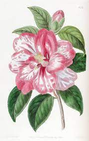 N80 W1150 Flower Clipart Botanical Digital Artwork