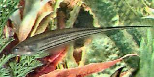 glass knifefish eigenmannia virescens green knifefish guide