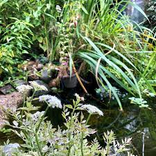 Gartenteich Teich Garten Garden Gartenliebe Pond Gartengestaltung Natur Frosch Naturephotography Seerose Sommer Wa Garten Garten Ideen Gartenliebe