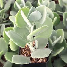 Image result for Kalanchoe