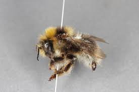 Image result for Bombus semenoviellus