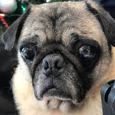 Profile for Wiggly Wiggy Rice