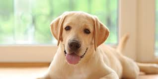Maybe you would like to learn more about one of these? Kenapa Anjing Suka Melompat Ke Pangkuan Kita Halaman All Kompas Com