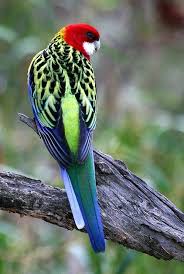 Grey Bird With Red Cheeks The Eastern Rosella Australia They Are Brightly Coloured And Easily Identified By Their Red Head With A White Che Australian Birds Beautiful Birds Pet Birds