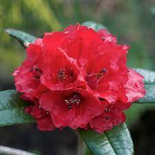 They grow best in humus rich, leafy, acidic soil, in place that is partly shady. Rhododendron Arboreum Albotomentosum Kw 21976 Species Rhododendrons Millais Nurseries