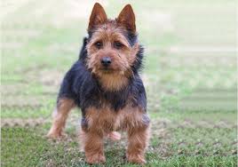 Ckc registered yorkshire terrier puppies for sale in greenwood, sc ckc! Australian Terrier Breeds