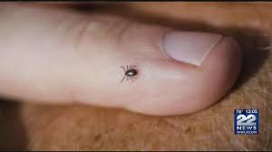 Image result for Tick Paralysis