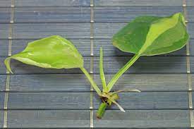 How to propagate philodendron heartleaf. How To Grow Philodendron Hederaceum From Cuttings