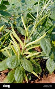 Image result for Cyamopsis