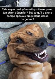 Donc bas on y va !!! 15 Photos De Chiens Avec Des Sous Titres Bien Huiles Humour Chien Humour Animaux Humour Web Photo Image Dro Humour Chiens Image Drole Chien Humour Animaux