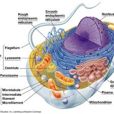 Diagram of animal cell and its parts. Schematic Of A Cell And Its Components Cells Are Highly Complex Download Scientific Diagram