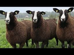 Zwartbles Sheep Striking Robust Adaptable Youtube Sheep Breeds Female Farmer